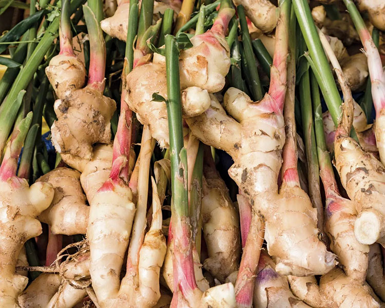 Ginger-Root