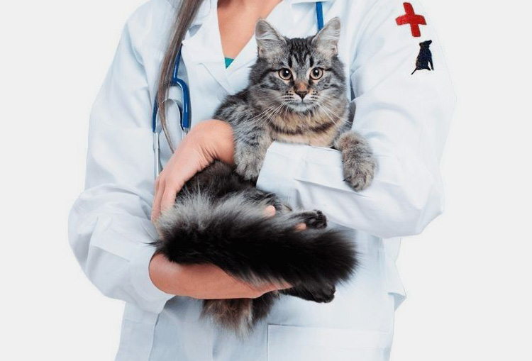 Veterinary Industry