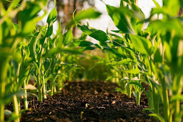 Agriculture-industry