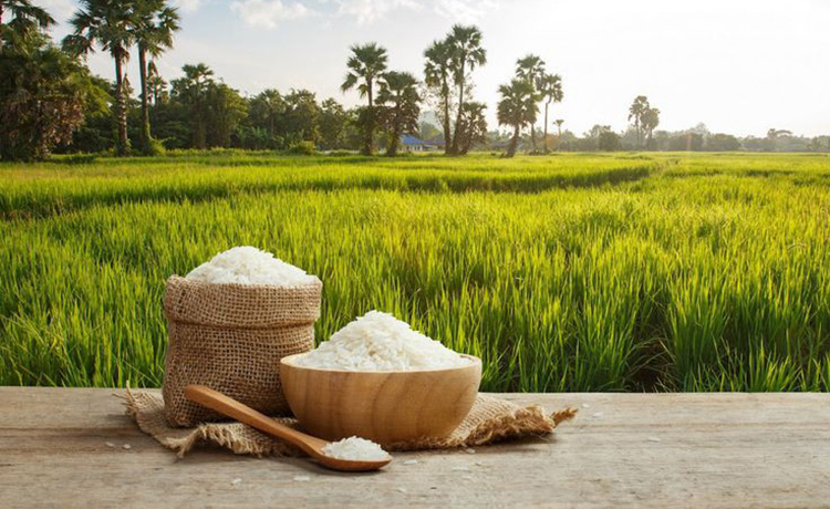Rice
