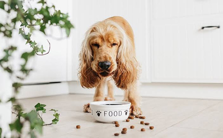 Shelf Life of Dog Food Packaging