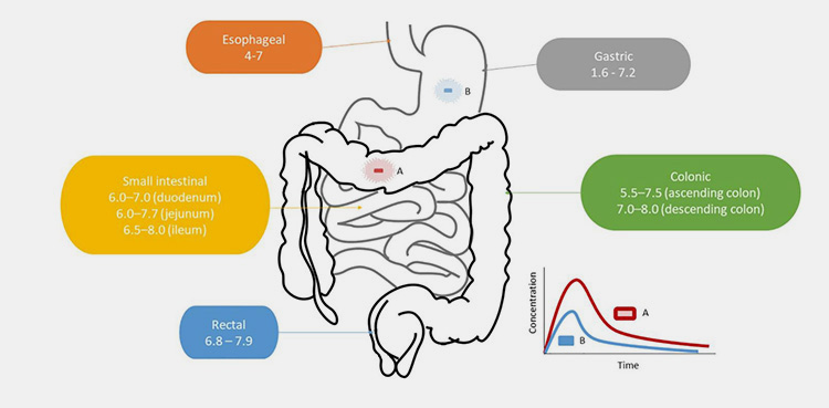 Absorption Of Medications