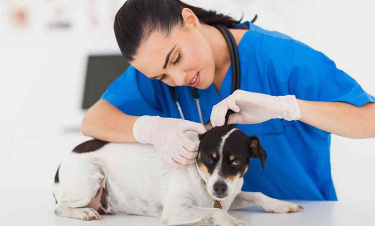 Veterinary Industry