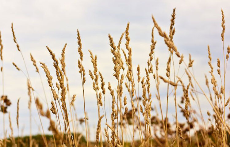 Agricultural Industry