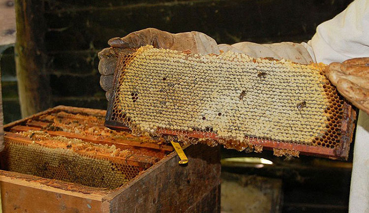 Collection of honey from beehives
