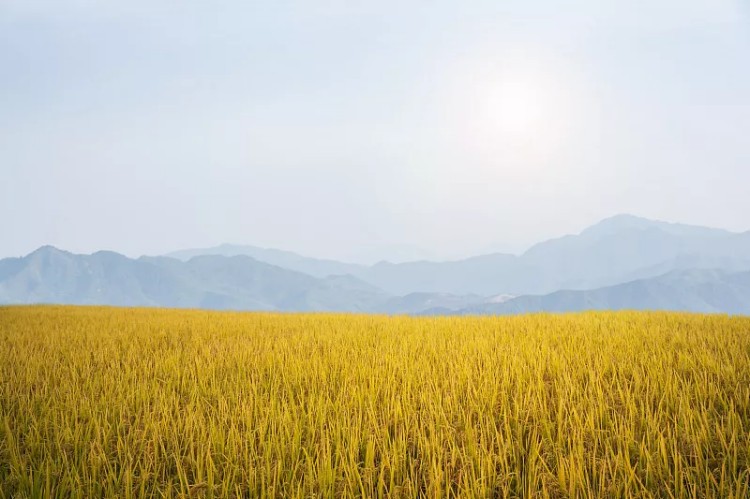 Agriculture Industry